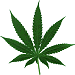 $cannabis